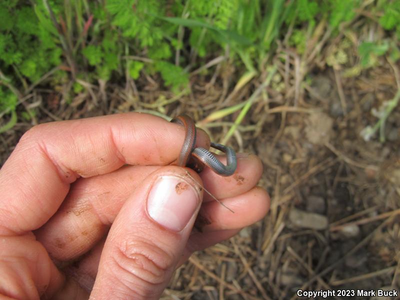 Sharp-tailed Snake (Contia tenuis)