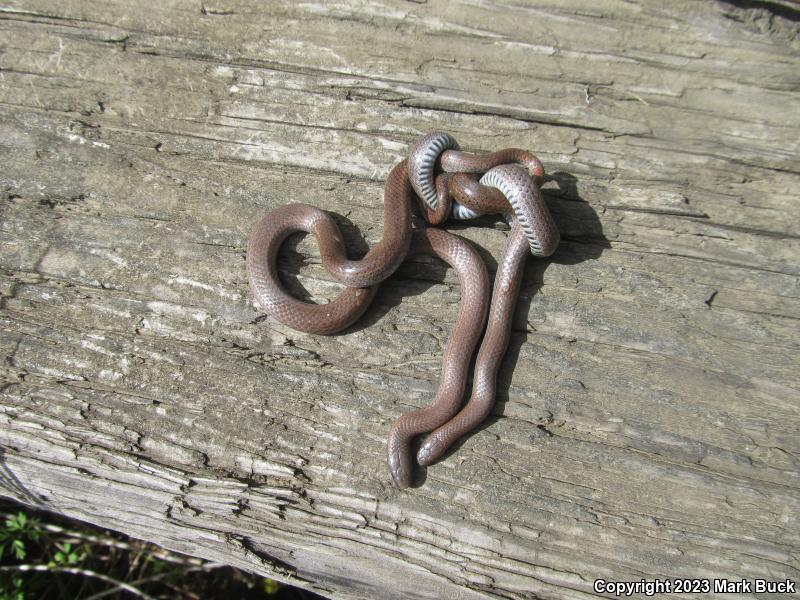 Sharp-tailed Snake (Contia tenuis)