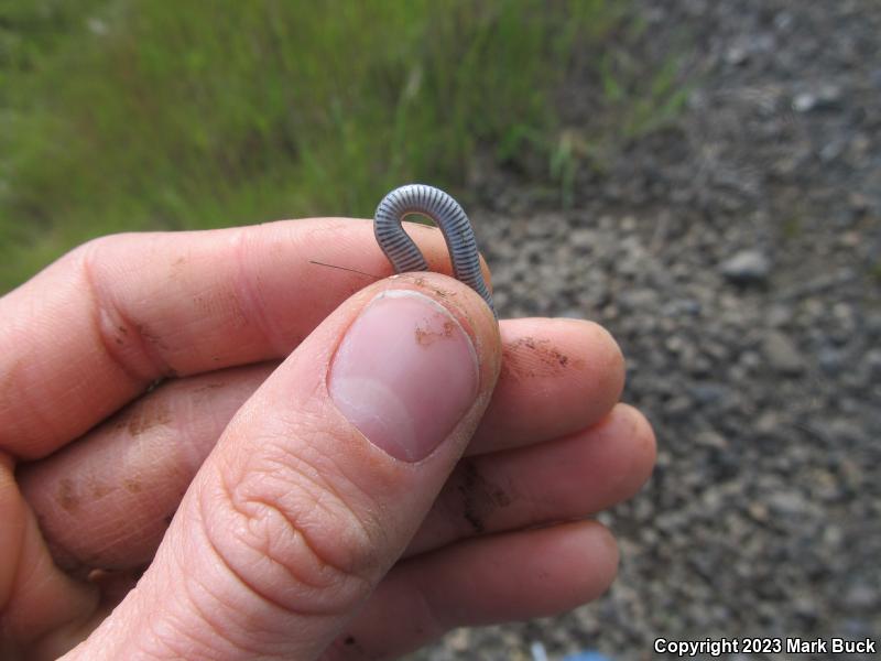 Sharp-tailed Snake (Contia tenuis)