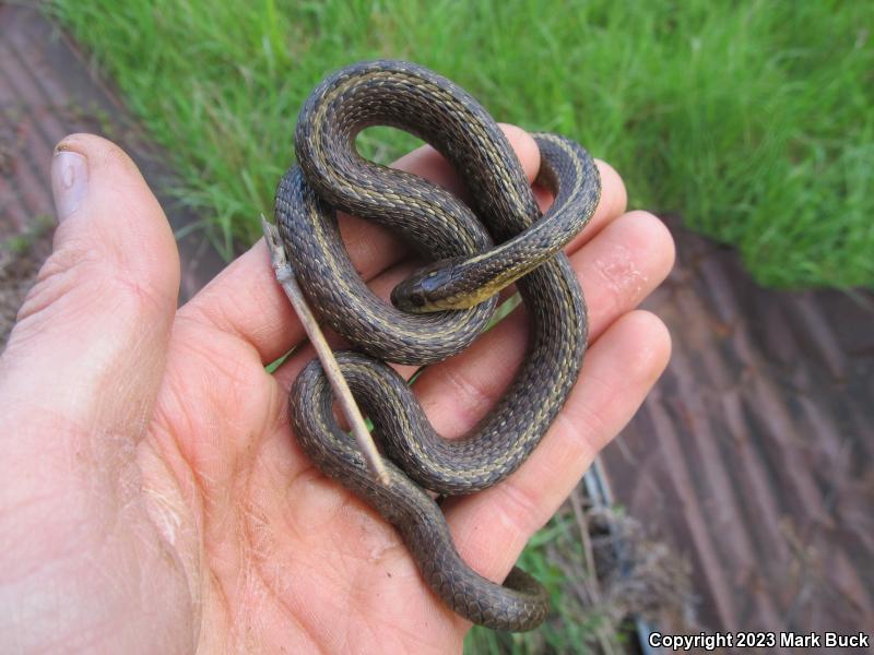 Northwestern Gartersnake (Thamnophis ordinoides)