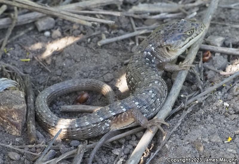 California Alligator Lizard (Elgaria multicarinata multicarinata)