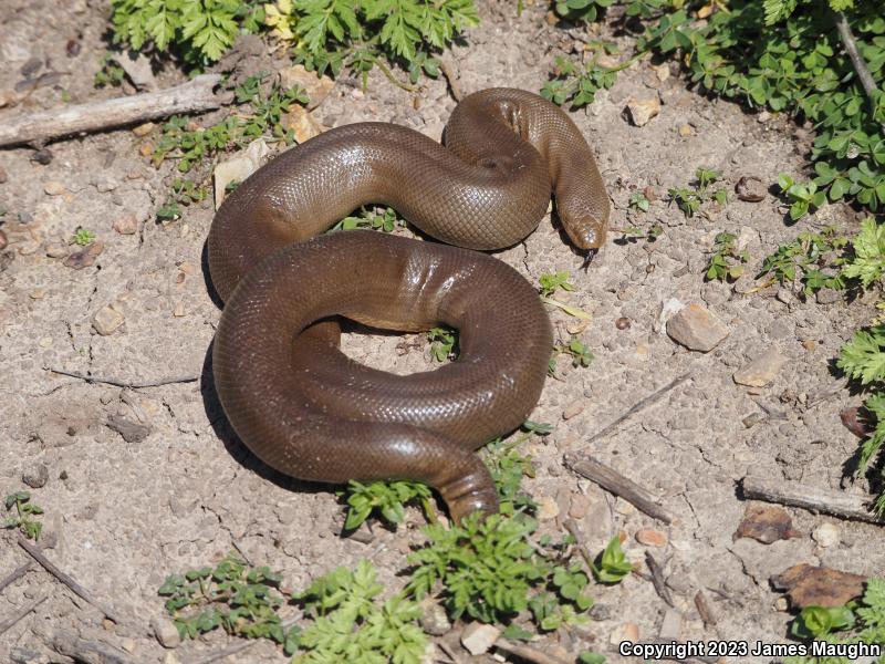 Northern Rubber Boa (Charina bottae)