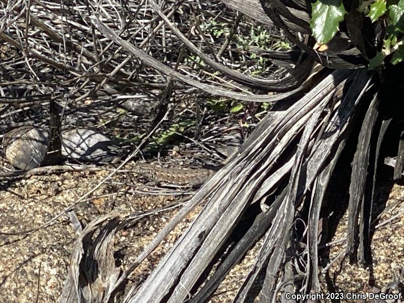 Western Side-blotched Lizard (Uta stansburiana elegans)