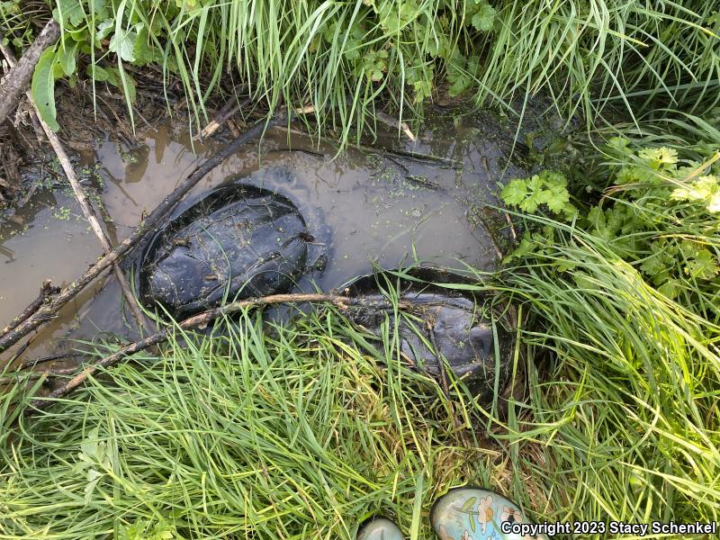 Snapping Turtle (Chelydra serpentina)