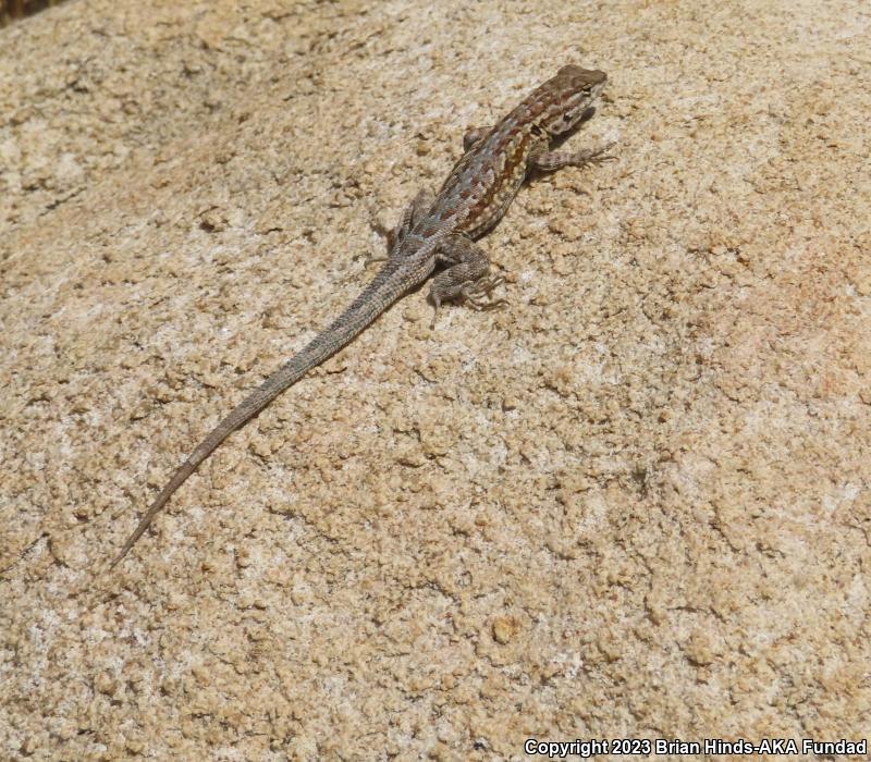 Western Side-blotched Lizard (Uta stansburiana elegans)