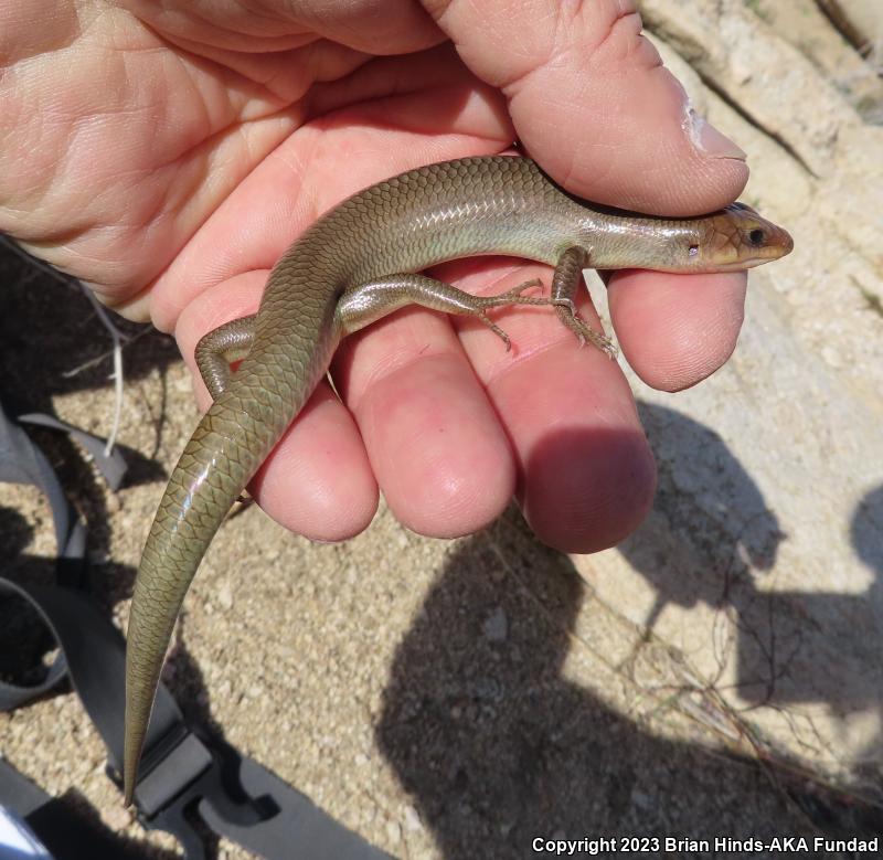 Gilbert's Skink (Plestiodon gilberti)