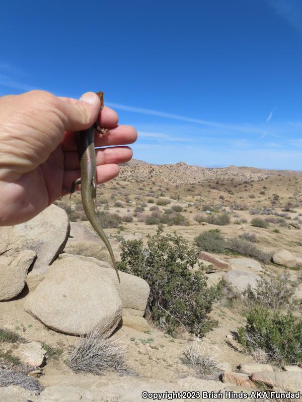 Gilbert's Skink (Plestiodon gilberti)