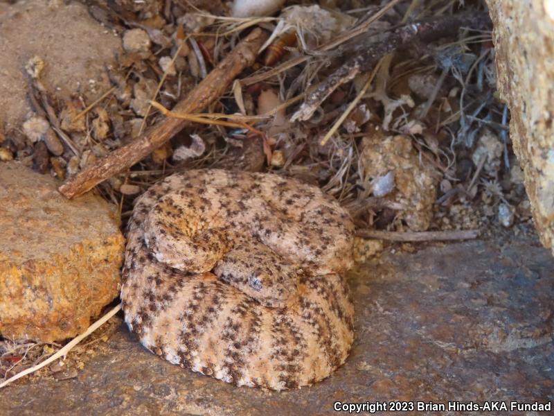 Southwestern Speckled Rattlesnake (Crotalus mitchellii pyrrhus)