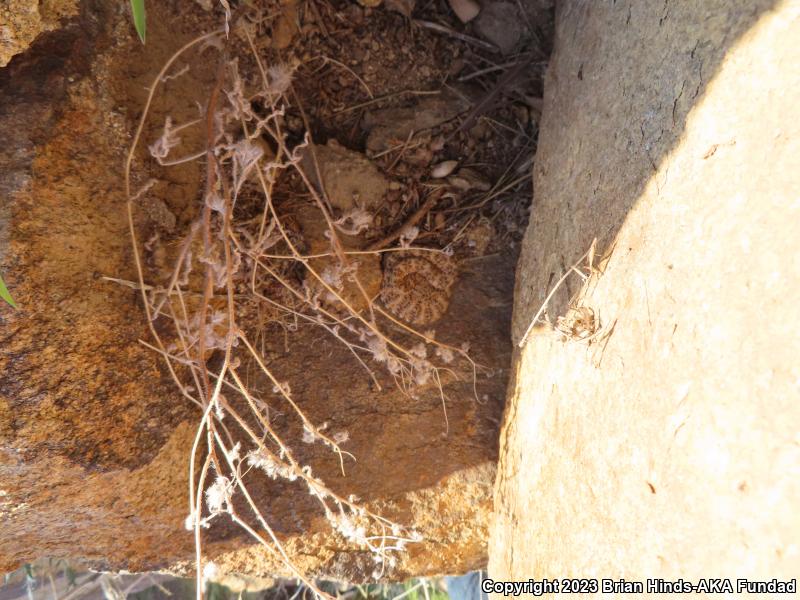 Southwestern Speckled Rattlesnake (Crotalus mitchellii pyrrhus)