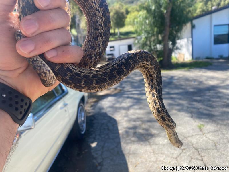 San Diego Gopher Snake (Pituophis catenifer annectens)