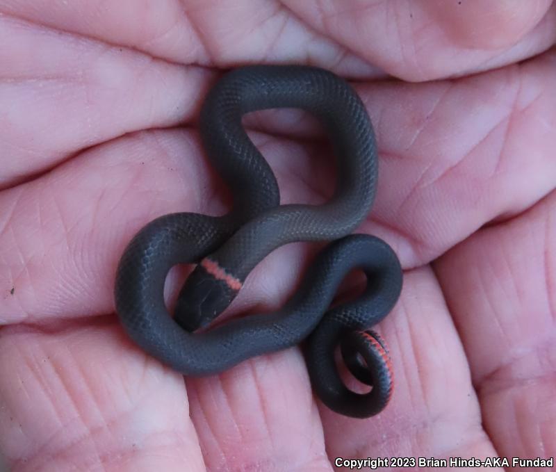 San Bernardino Ring-necked Snake (Diadophis punctatus modestus)