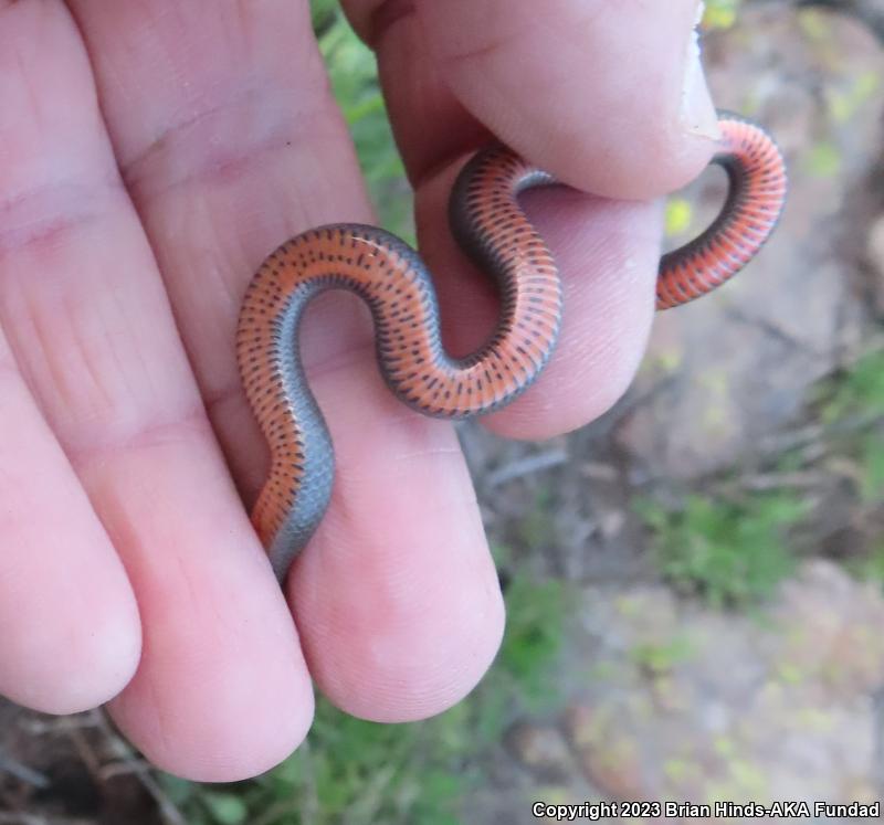 San Bernardino Ring-necked Snake (Diadophis punctatus modestus)