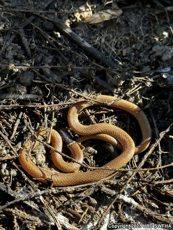 Western Black-headed Snake (Tantilla planiceps)