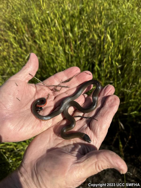 San Diego Ring-necked Snake (Diadophis punctatus similis)