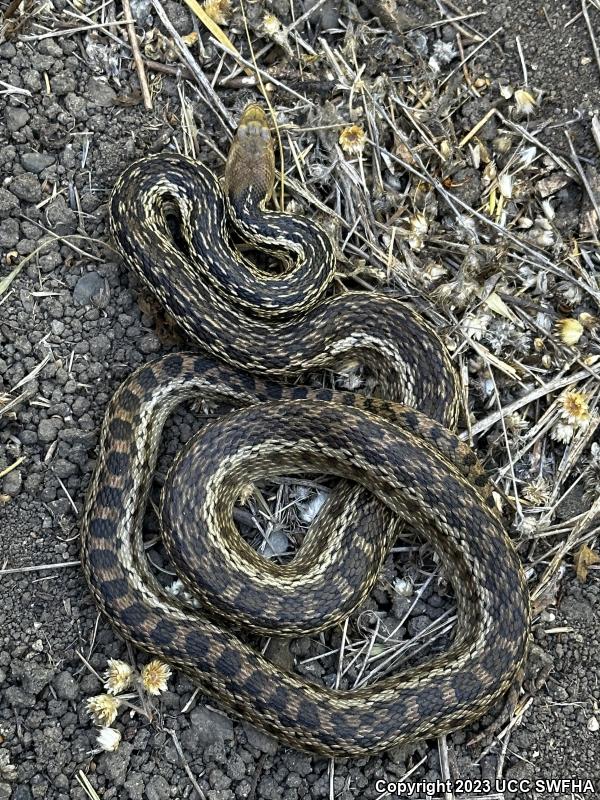 San Diego Gopher Snake (Pituophis catenifer annectens)