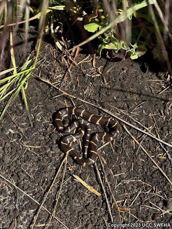 California Kingsnake (Lampropeltis getula californiae)