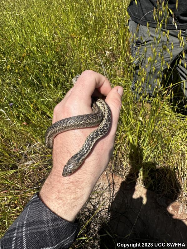 San Diego Gopher Snake (Pituophis catenifer annectens)