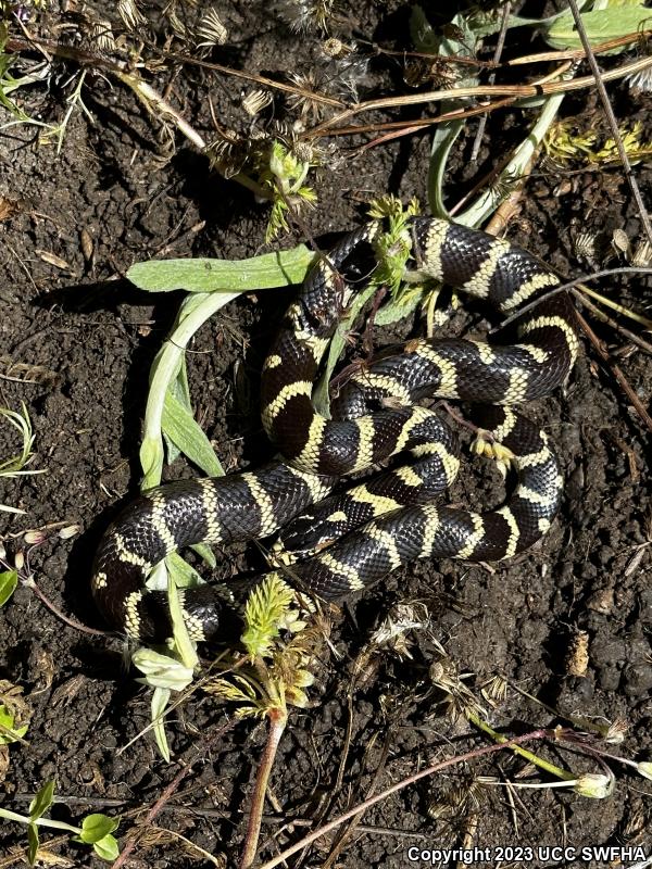 California Kingsnake (Lampropeltis getula californiae)