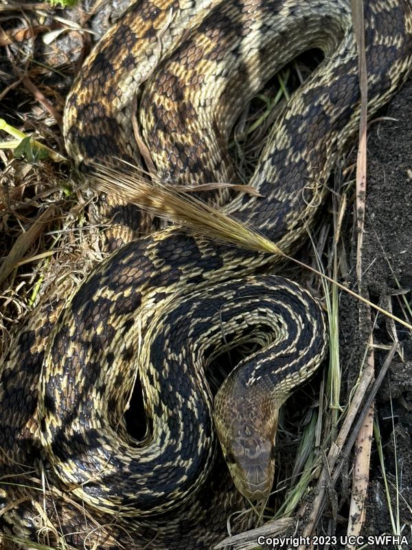 San Diego Gopher Snake (Pituophis catenifer annectens)