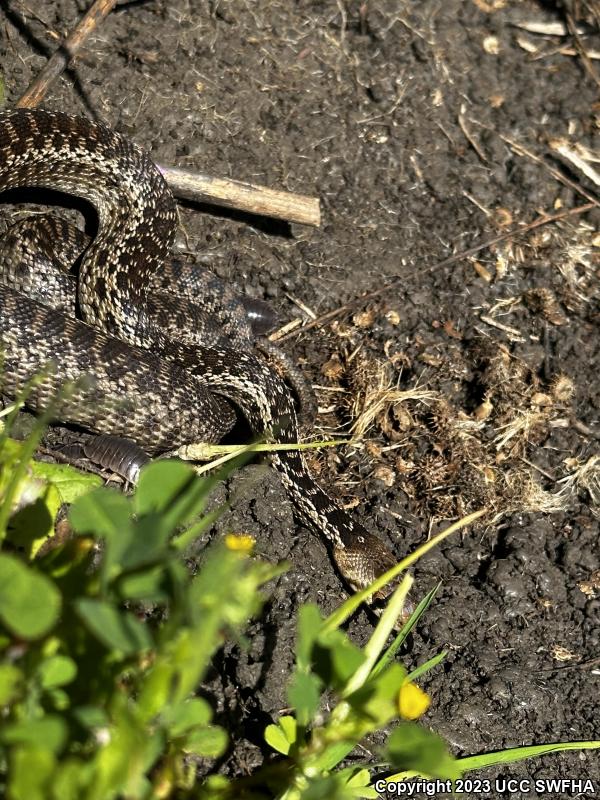 San Diego Gopher Snake (Pituophis catenifer annectens)