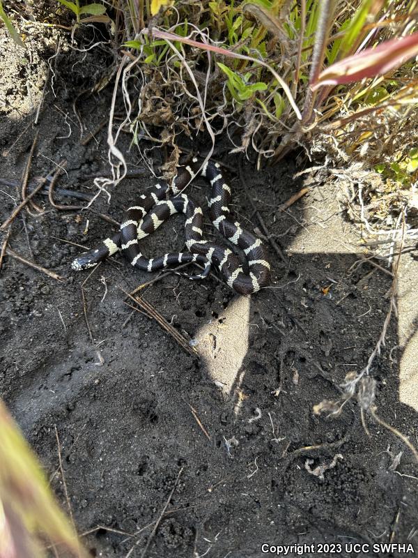 California Kingsnake (Lampropeltis getula californiae)