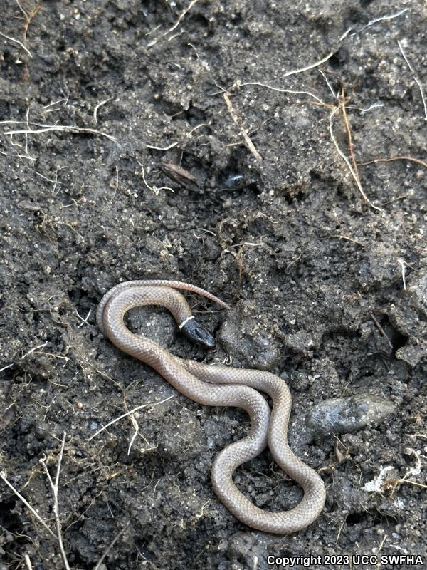 Western Black-headed Snake (Tantilla planiceps)