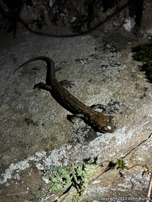 Pigeon Mountain Salamander (Plethodon petraeus)