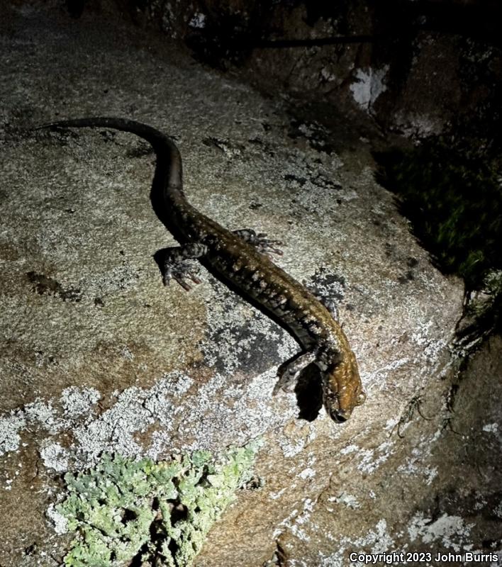 Pigeon Mountain Salamander (Plethodon petraeus)