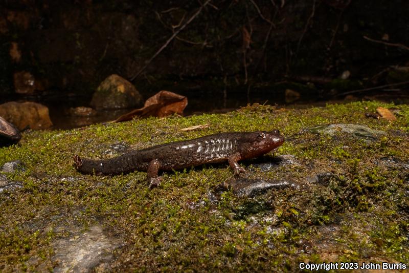 Spotted Dusky Salamander (Desmognathus conanti)