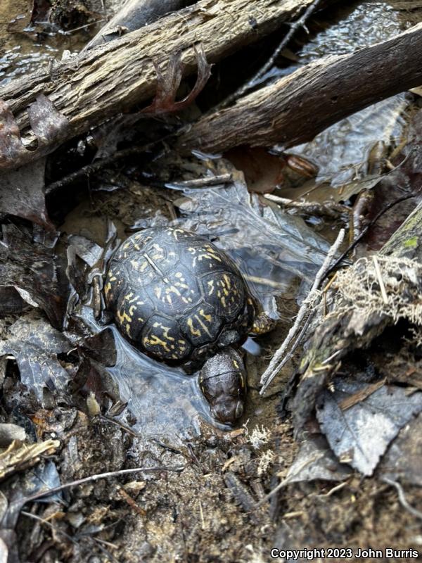 Eastern Box Turtle (Terrapene carolina carolina)