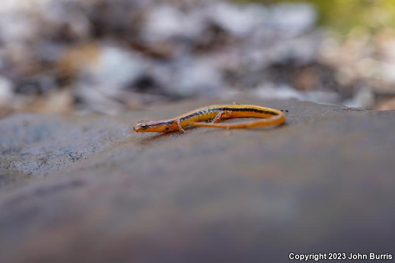 Blue Ridge Two-lined Salamander (Eurycea wilderae)