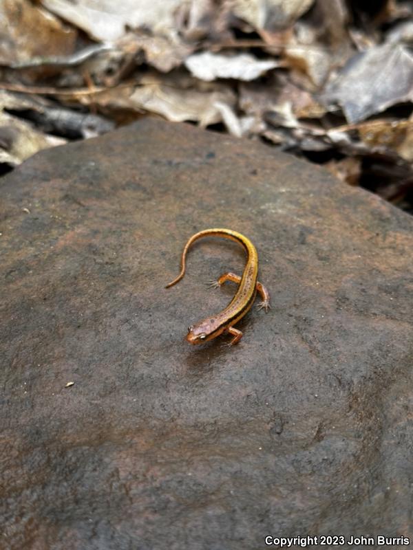 Blue Ridge Two-lined Salamander (Eurycea wilderae)