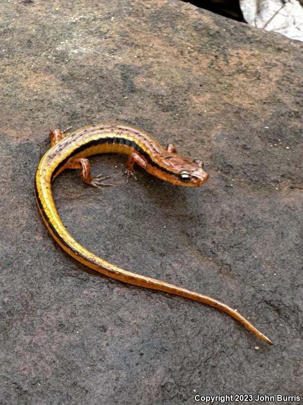 Blue Ridge Two-lined Salamander (Eurycea wilderae)