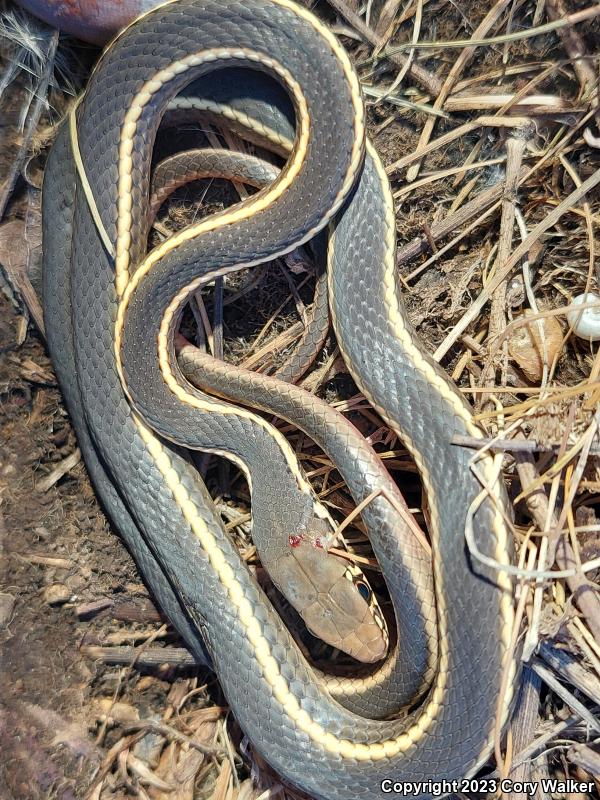 California Striped Racer (Coluber lateralis lateralis)