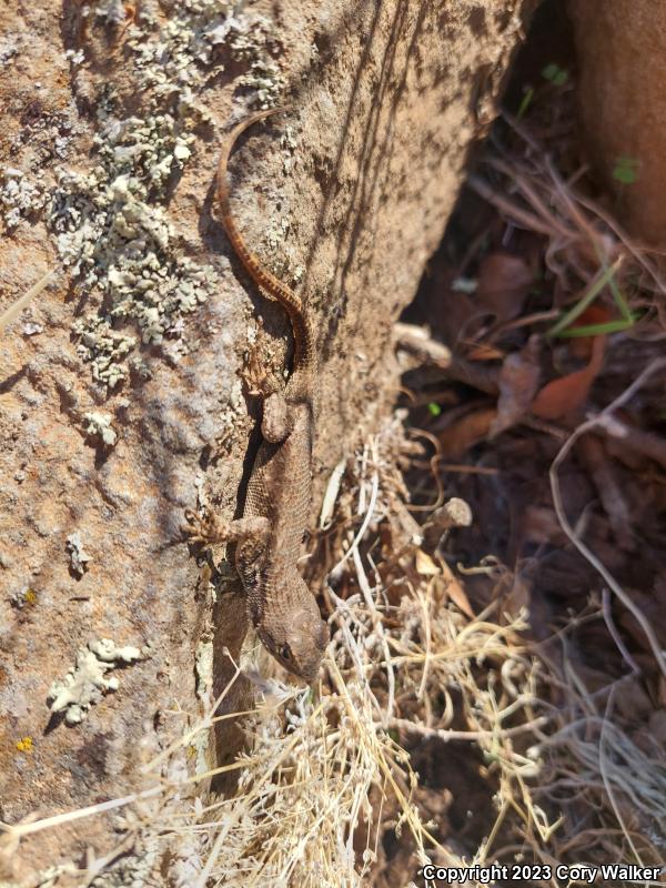 NorthWestern Fence Lizard (Sceloporus occidentalis occidentalis)