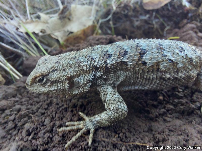 NorthWestern Fence Lizard (Sceloporus occidentalis occidentalis)