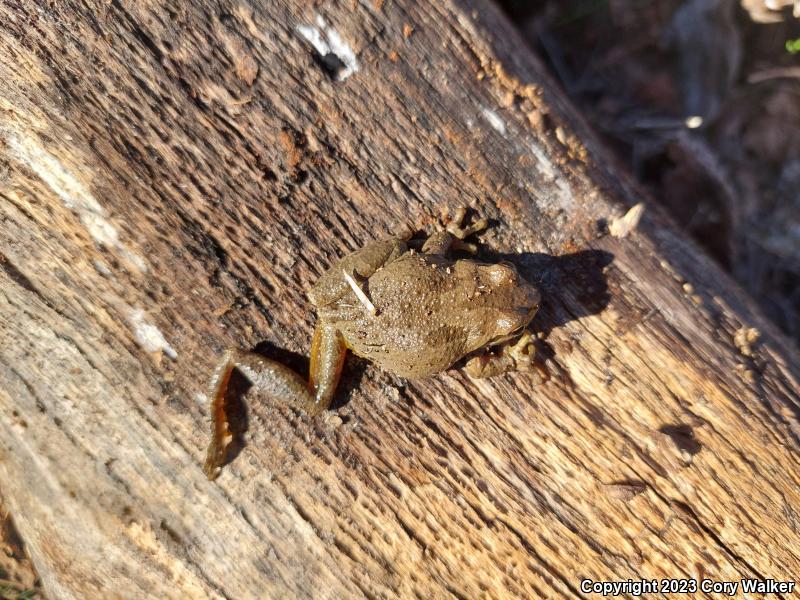 Sierran Treefrog (Pseudacris sierra)