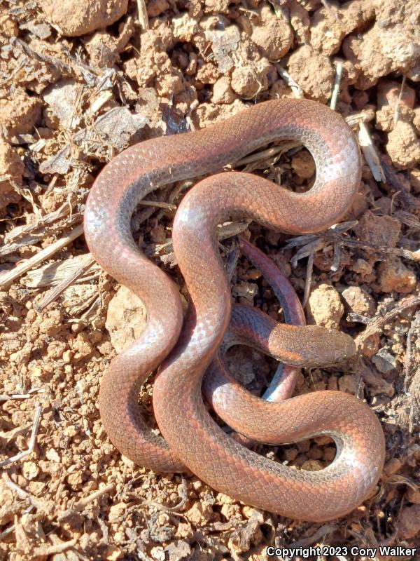 Sharp-tailed Snake (Contia tenuis)