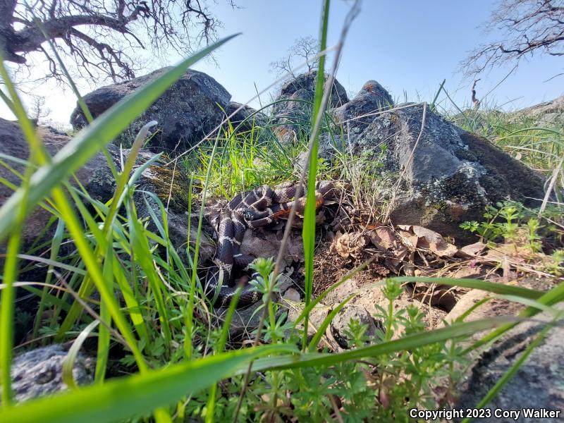 California Kingsnake (Lampropeltis getula californiae)