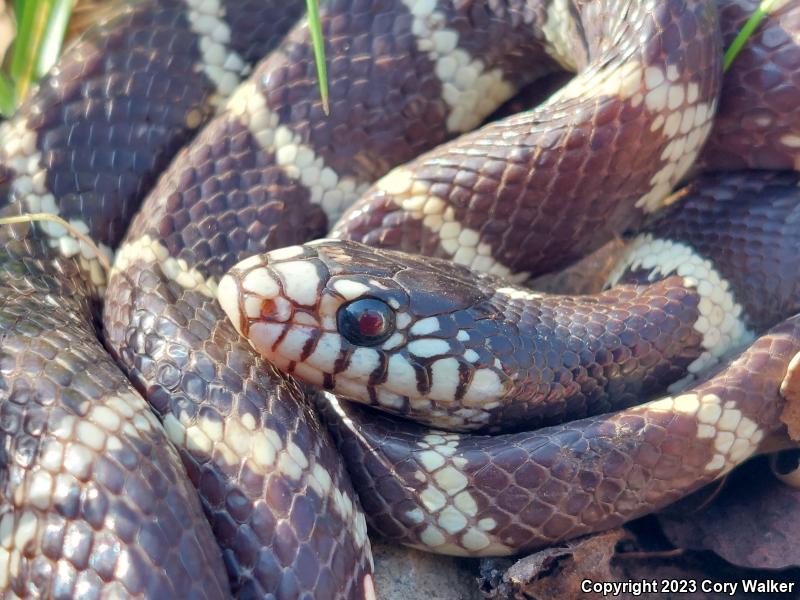 California Kingsnake (Lampropeltis getula californiae)