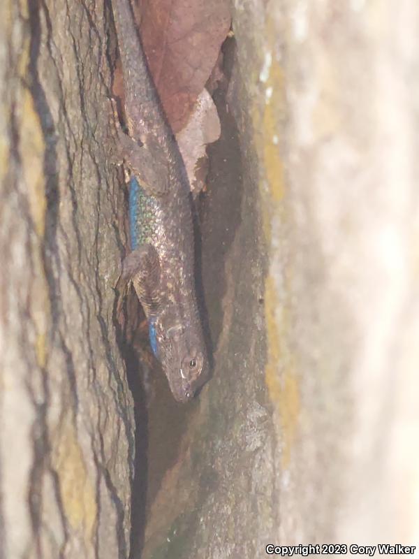 NorthWestern Fence Lizard (Sceloporus occidentalis occidentalis)