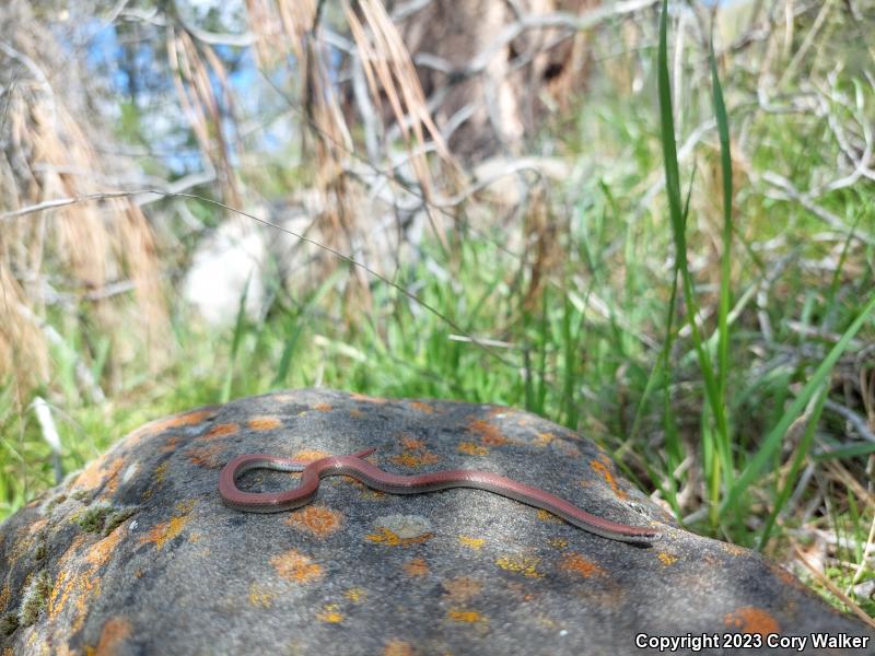 Sharp-tailed Snake (Contia tenuis)