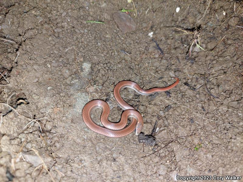 Sharp-tailed Snake (Contia tenuis)