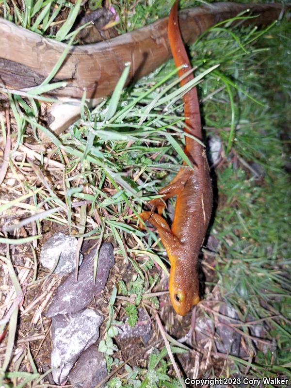 Coast Range Newt (Taricha torosa torosa)