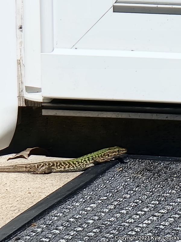 Italian Wall Lizard (Podarcis sicula)