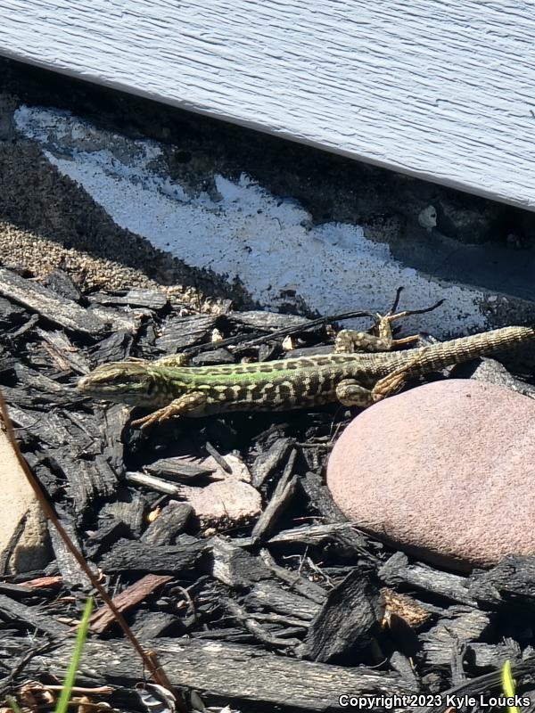 Italian Wall Lizard (Podarcis sicula)