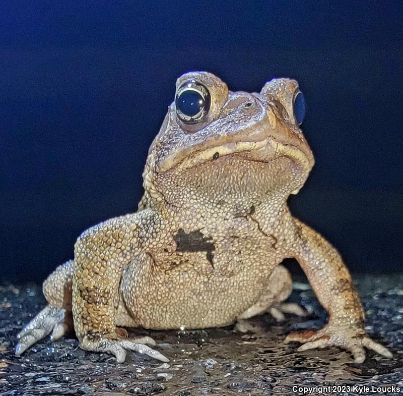 Eastern American Toad (Anaxyrus americanus americanus)