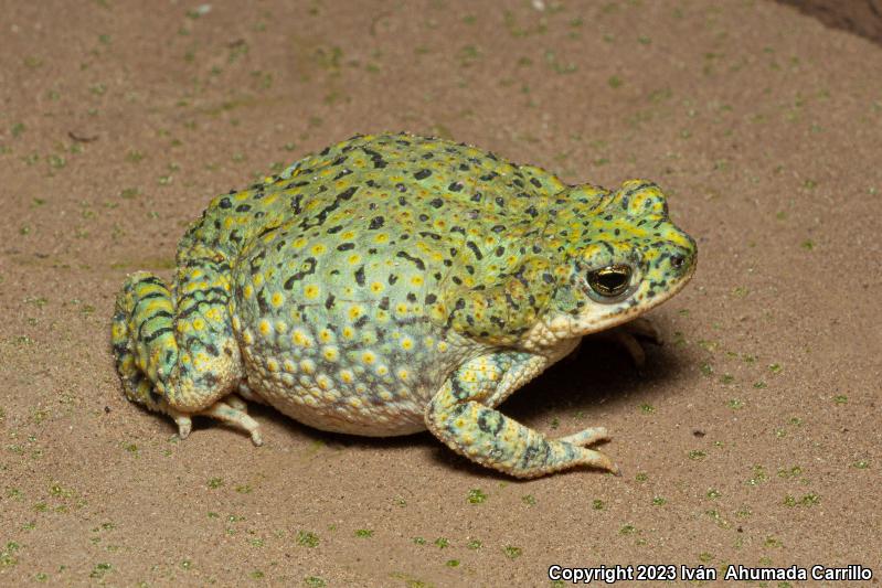 Western Green Toad (Anaxyrus debilis insidior)