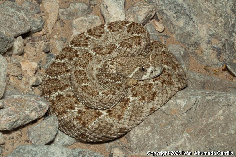 Western Diamond-backed Rattlesnake (Crotalus atrox)