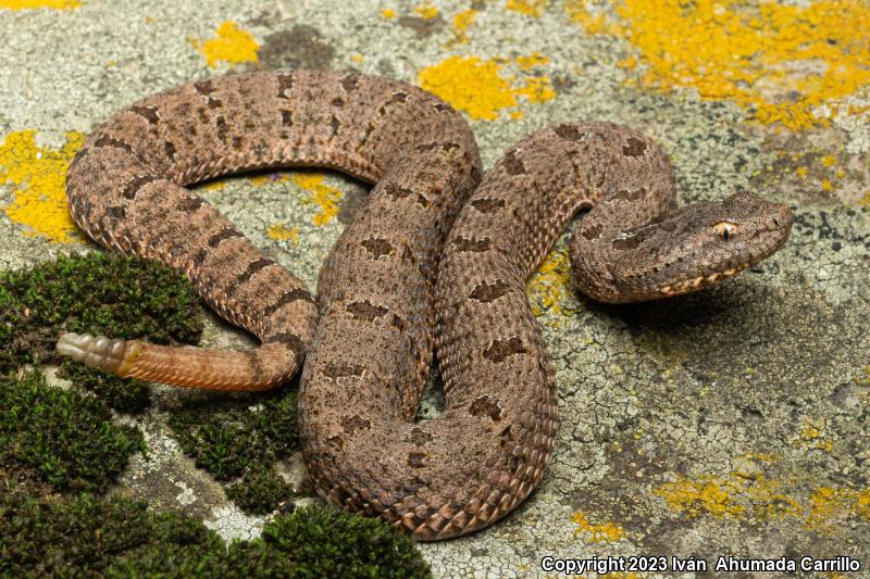 Banded Rock Rattlesnake (Crotalus lepidus klauberi)